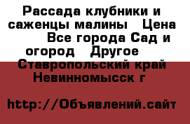 Рассада клубники и саженцы малины › Цена ­ 10 - Все города Сад и огород » Другое   . Ставропольский край,Невинномысск г.